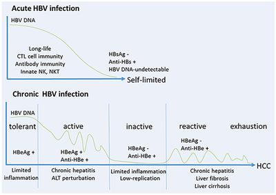 HBV-Induced Immune Imbalance in the Development of HCC